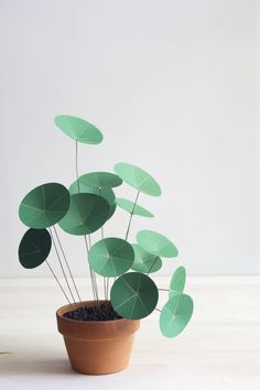 a small potted plant with green leaves on it's stems, in front of a white wall