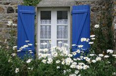 a window with blue shutters and white daisies in the foreground, surrounded by greenery