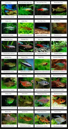 an image of different types of fish in the water