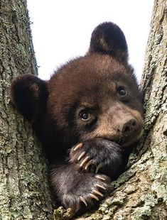 a brown bear cub in a tree looking out from behind the bark with his paw on it's face