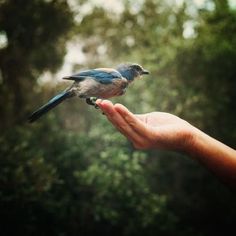 a small bird perched on top of a person's hand