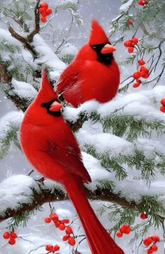 two red birds perched on top of a tree branch covered in snow and berries,