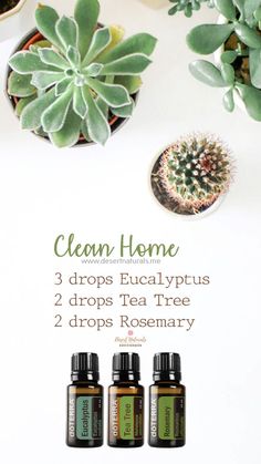 Immune Boosting Diffuser Blends, Smell Fresh And Clean, Rosemary Tea