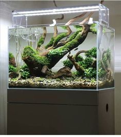 an aquarium filled with green plants and rocks