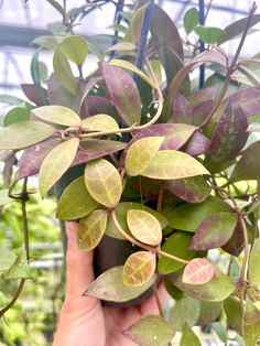 a person holding up a potted plant with green and purple leaves