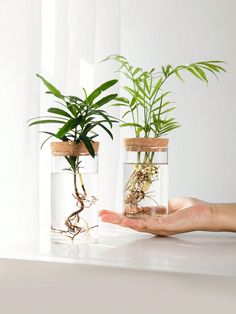 two plants in glass vases on a white table with someone's hand holding them