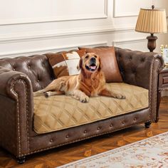 a large brown dog laying on top of a couch