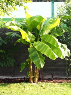 there is a large banana tree in the yard