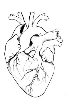 a black and white drawing of a human heart