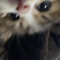 a blurry photo of a cat's face