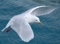 a seagull flying over the ocean with its wings spread