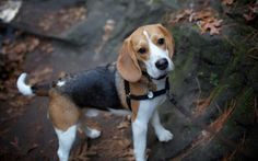 a beagle dog standing on top of a dirt ground next to leaves and trees