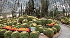 many cacti and other plants in a large glass greenhouse with flowers on the floor