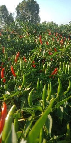 peppers growing in the field with trees in the background