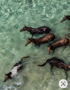 several horses are swimming in the clear blue water