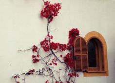 red flowers growing on the side of a white building with an arched window and shutters