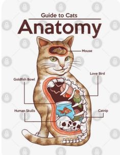 the anatomy of a cat's body and its parts