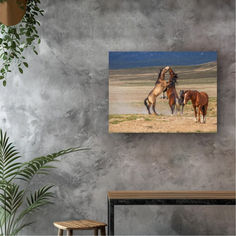 Shop print at www.tabernerstudio.com Wild Mustang Horses, Horse Photography Art, Mustang Horses, Wild Horses Mustangs, Horses Photography, Two Wild, Bay Photo, Mustang Horse, Wild Mustangs