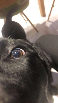 a black dog looking up at the camera