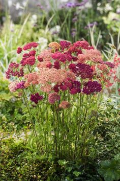 some pink and red flowers are in the middle of green plants with purple flowers on them