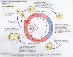 a diagram showing the stages of cell membranes in an animal's life cycle