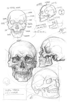 some drawings of skulls and their facial features