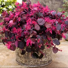 a potted plant with purple and red flowers