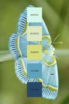 a blue and yellow butterfly sitting on top of a green plant with the colors in it's wings