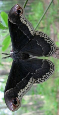 a black and white butterfly sitting on top of a leaf