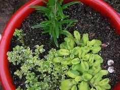 small green plants in a red pot on the ground