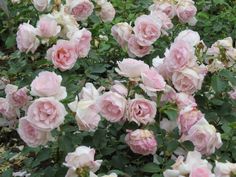 pink roses are blooming in the garden