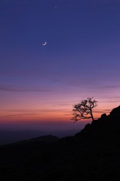 a lone tree sitting on top of a hill under a purple and blue sky with the moon in the distance