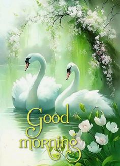 two swans are swimming in the water with white flowers around them and an inscription good morning