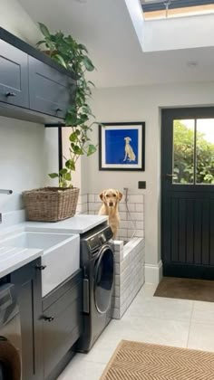 a dog sitting in the middle of a laundry room with a washer and dryer