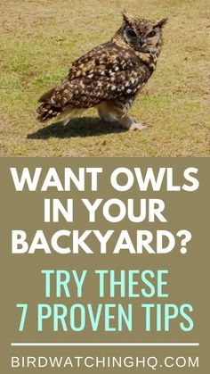 an owl sitting on the ground with text overlay that reads, want owls in your backyard? try these 7 proven tips