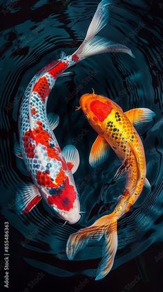 two koi fish swimming in the water