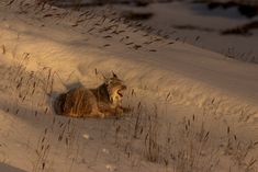 an animal that is laying down in the snow