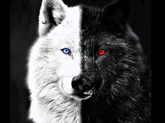 a black and white wolf with red eyes looks at the camera while standing in front of a dark background