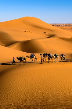 a group of people riding camels across a desert