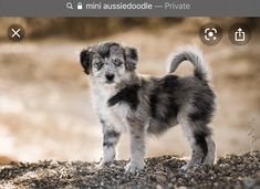 a small gray and white dog standing on top of a pile of dirt next to a forest