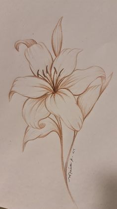 a pencil drawing of a flower on a piece of paper