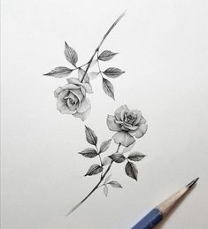 a pencil drawing of two roses with leaves