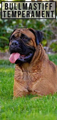 a large brown dog laying on top of a lush green grass covered field with the words bullmastiff tempernment