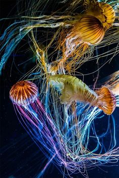 two jellyfish swimming in the water together