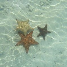 three starfishs in shallow water on the beach