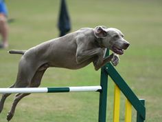 a dog jumping over an obstacle in a field