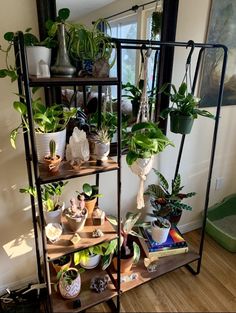 a shelf filled with lots of potted plants on top of a hard wood floor