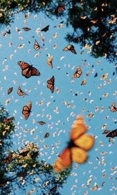 many butterflies flying in the sky above trees