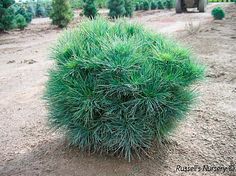 a small green bush sitting in the middle of a dirt field