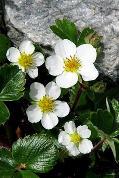 some white flowers and green leaves near a rock